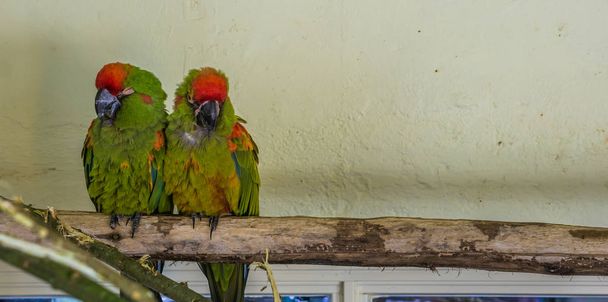 dos loros guacamayos de frente roja sentados juntos en una rama, pájaros tropicales y en peligro crítico de Bolivia - Foto, imagen