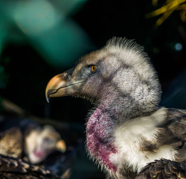 the head of a ruppell's griffon in closeup, beautiful bird portrait, tropical and critically endangered vulture from the sahel region of Africa - Photo, Image