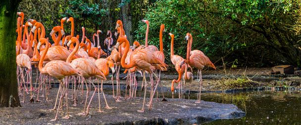 Большая группа американских фламинго, стоящих на водном побережье, тропических и красочных птиц с Галапагосских островов - Фото, изображение