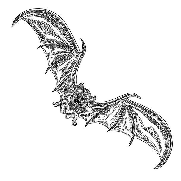 Bat with open wings drawing. Gothic illustration of monsters for the Halloween. Witchcraft magic, occult attributes decorative elements. Drawing of night creatures. Flying vampire. Vector. - ベクター画像