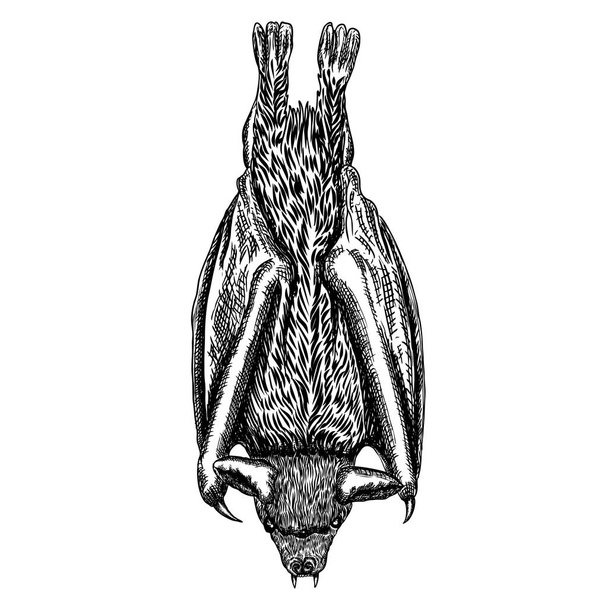 Bat drawing upside down. Gothic illustration of monsters for the Halloween. Witchcraft magic, occult attributes decorative elements. Drawing of night creatures. Flying aggressive vampire. Vector. - ベクター画像