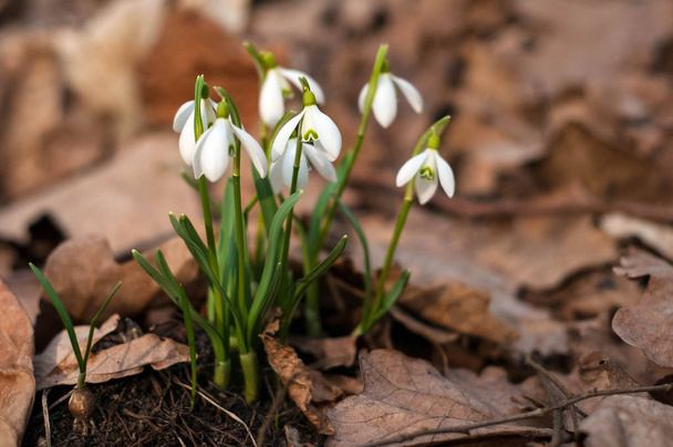 White fresh snowdrops bloom in the forest in spring. Tender spring flowers snowdrops harbingers of warming symbolize the arrival of spring. - Photo, Image