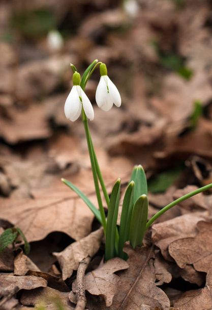 Білі свіжі проліски цвітуть у лісі навесні. Ніжні весняні квіти снігоходи з утеплювачами символізують прихід весни
. - Фото, зображення