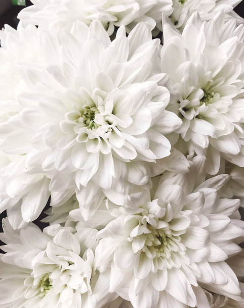 Hermosas flores de crisantemo blanco de cerca. Patrón de flores de crisantemos. Hola Primavera.Feliz Día de las Madres
 - Foto, Imagen
