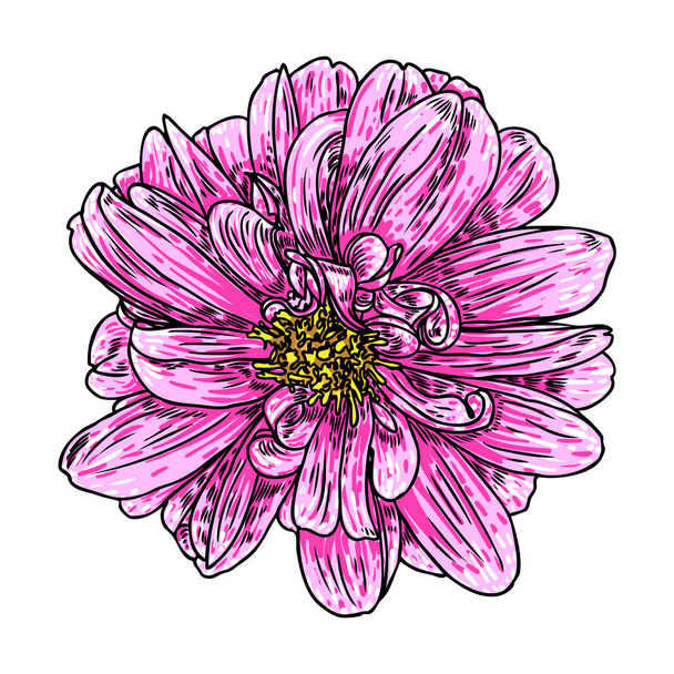 Dahlia. Botanical illustration. Design elements in black and color. Floral head for wedding decoration, Valentine's Day, Mother's Day, sales and other events. Vector. - Вектор, зображення
