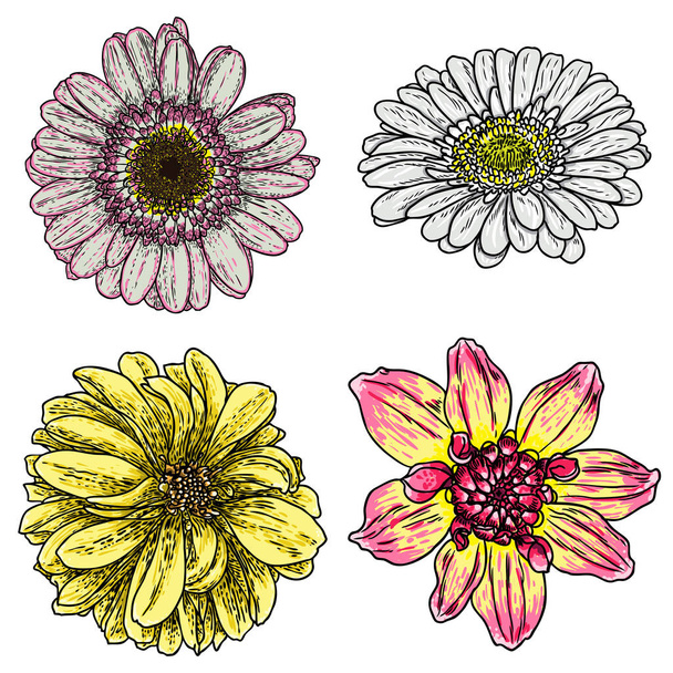 Flowers set. Botanical Dahlias and zinnia illustration summer design elements. Black and white collection of hand drawn flowers and herbs isolate on white background. Vector. - Vector, Imagen
