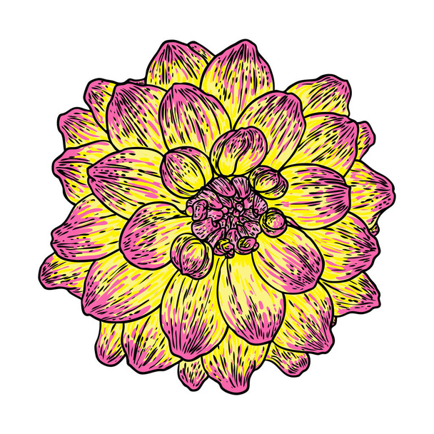 Dahlia flower. Botanical black and color ink vintage illustration. Summer design elements. Related species include the daisy, chrysanthemum, and zinnia. Floral head. Vector. - Vetor, Imagem