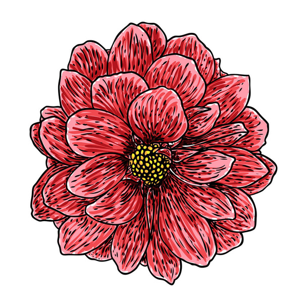 Dahlia flower. Botanical black and color ink vintage illustration. Summer design elements. Related species include the daisy, chrysanthemum, and zinnia. Floral head. Vector. - Διάνυσμα, εικόνα