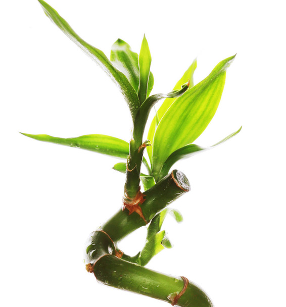 lucky bamboo close up - Foto, immagini