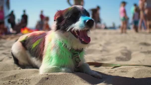 Σκύλος σε multi χρώματα που κάθονται στην παραλία - Πλάνα, βίντεο