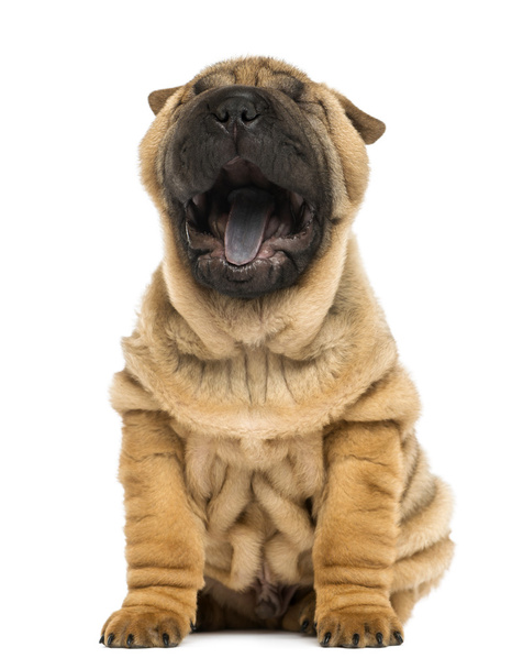 čelní pohled shar pei štěně, otevřená ústa, zívání, sedí (1 - Fotografie, Obrázek