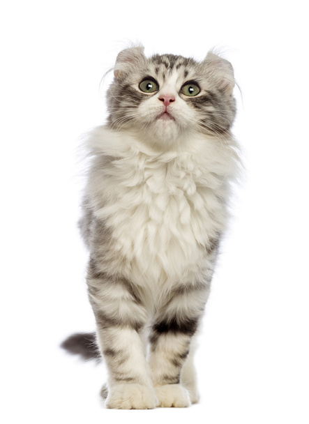 American Curl kitten, 3 months old, in front of white background - Valokuva, kuva