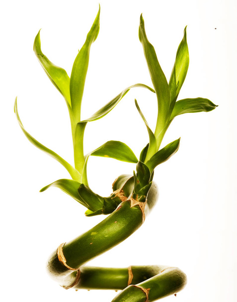 lucky bamboo on white background - Фото, изображение