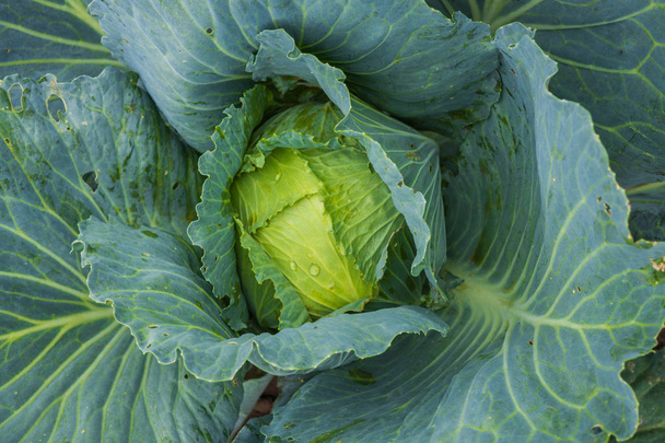 Голова зеленой капусты, растущей на огороде в деревне
 - Фото, изображение