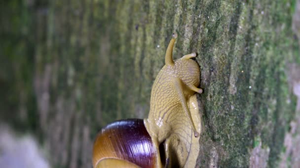 Extremo close-up do caracol comer musgo verde
, - Filmagem, Vídeo