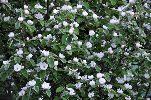 Floraison printanière du coing. La plante est utilisée en médecine populaire, à la fois décorative et dans l'industrie alimentaire
 - Photo, image
