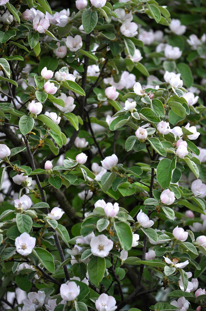 Frühjahrsblüte der Quitte. Die Pflanze wird in der Volksheilkunde verwendet, sowohl dekorativ als auch in der Lebensmittelindustrie - Foto, Bild
