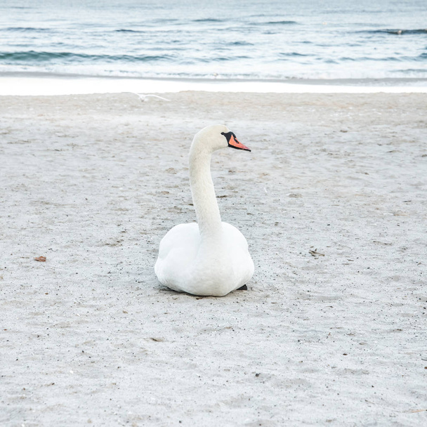Лебедь, пляж и вода
 - Фото, изображение