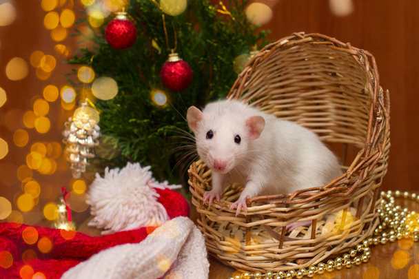 White domestic rat in a basket on the background of christmas tree. Symbol of the Chinese New Year 2020 greeting card concept - 写真・画像