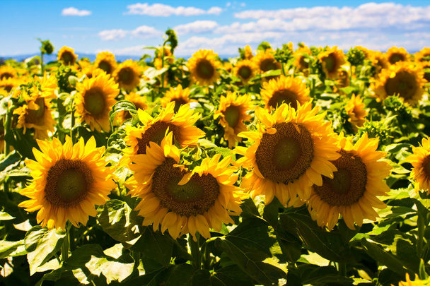 zonnebloemen genieten van de zon - Foto, afbeelding