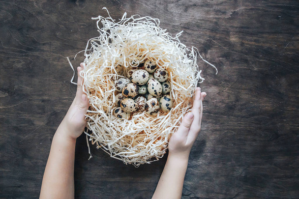 Quail egg in the nest. Children's hands embrace a nest with eggs - Photo, Image