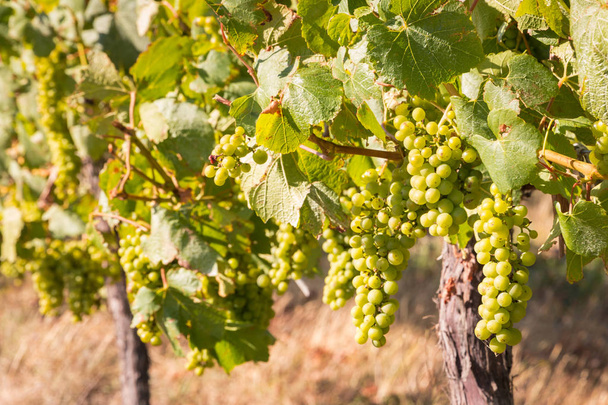 grappes de raisins mûrs Sauvignon Blanc dans le vignoble
  - Photo, image