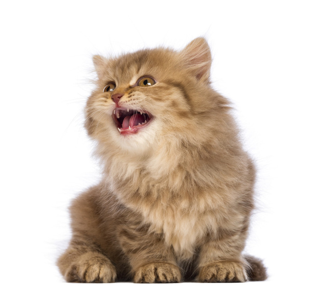 British Longhair kitten, 2 months old, sitting, looking up and meowing in front of white background - Photo, Image