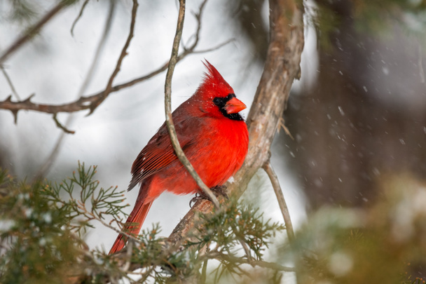 Northern Cardinal bird in the snow - Photo, Image