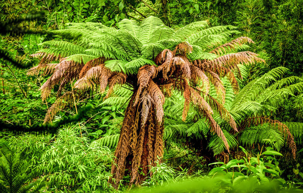 Amazing vegetation in a jungle forest - Fotoğraf, Görsel
