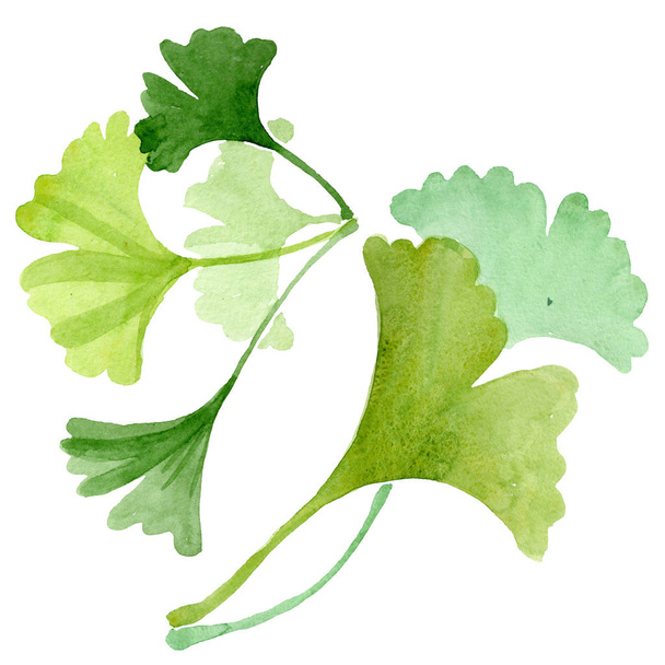 Ginkgo biloba green leaves. Watercolor background illustration set. Isolated ginkgo illustration element. - Photo, Image