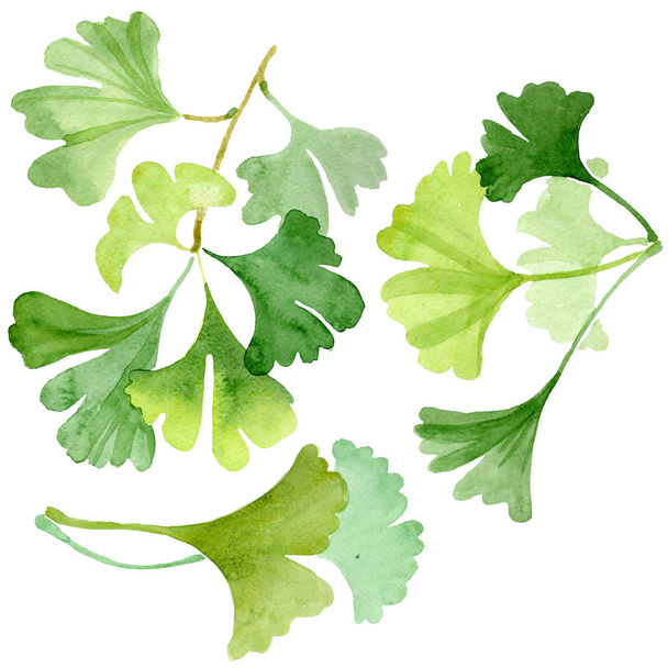 Ginkgo biloba green leaves. Watercolor background illustration set. Isolated ginkgo illustration element. - 写真・画像