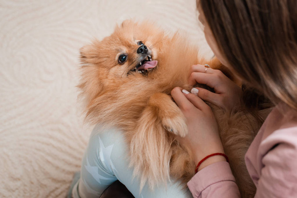 Teenage girl with a dog breed Spitz rejoices with a pet at home on the floor. Care and training of a pet. Content Fluffy puppy. To groom long-haired Pomeranian. Orange red - Foto, afbeelding
