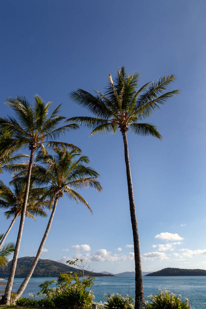Cielos azules, nubes blancas y esponjosas, palmeras, aguas acuáticas, azules, amarillas y verde botella que bañan las arenas blancas de coral de la Gran Barrera de Coral
 - Foto, Imagen
