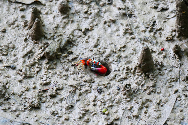 Photo d'un charmant crabe multicolore dans un environnement naturel sur fond de sable et de rochers
. - Photo, image