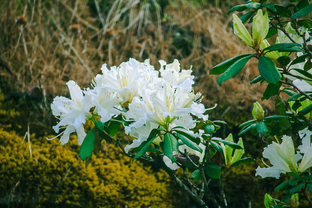 Azalea es el nombre de la familia de las plantas con flores del género Rhododendron moulmainense en el Parque Nacional Doi Inthanon.
. - Foto, imagen