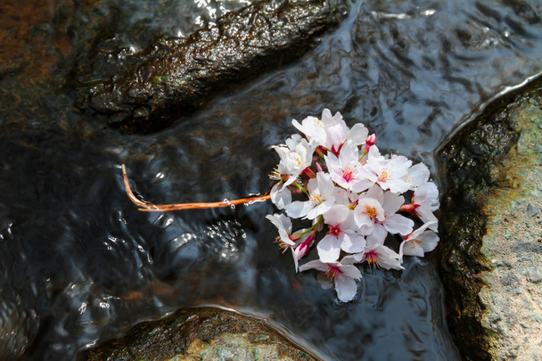 Pink cherry blossoms float on the water surface. - Photo, Image