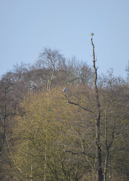 Серая цапля Ardea Cinerea дикая птица гнездится в зимних голых деревьях
 - Фото, изображение