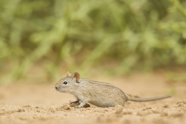 Cztery pasy trawy myszy - Rhabdomys pumilio, piękny mały gryzoń z afrykańskich krzewów i pustynie, Walvis Bay, pustynia Namib, Namibia. - Zdjęcie, obraz
