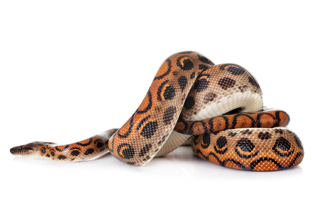 Rainbow boa in front of white background - Fotoğraf, Görsel
