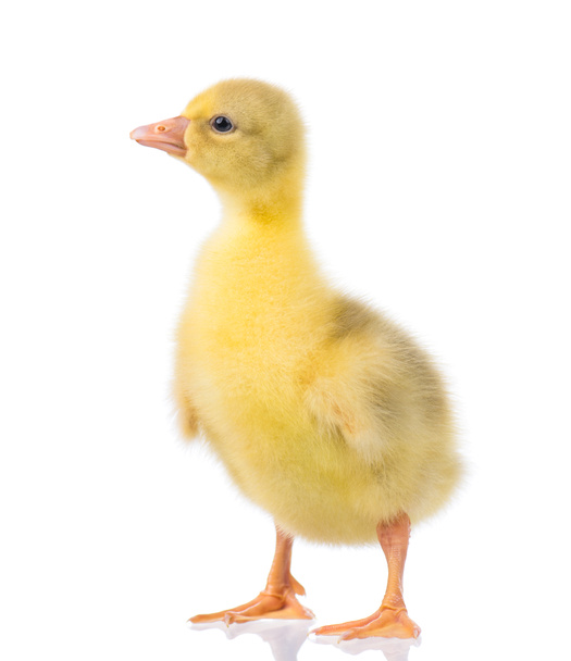 Lindo pequeño recién nacido esponjoso gosling. Un ganso bebé amarillo joven aislado sobre un fondo blanco. Niza gansos gran pájaro
. - Foto, imagen
