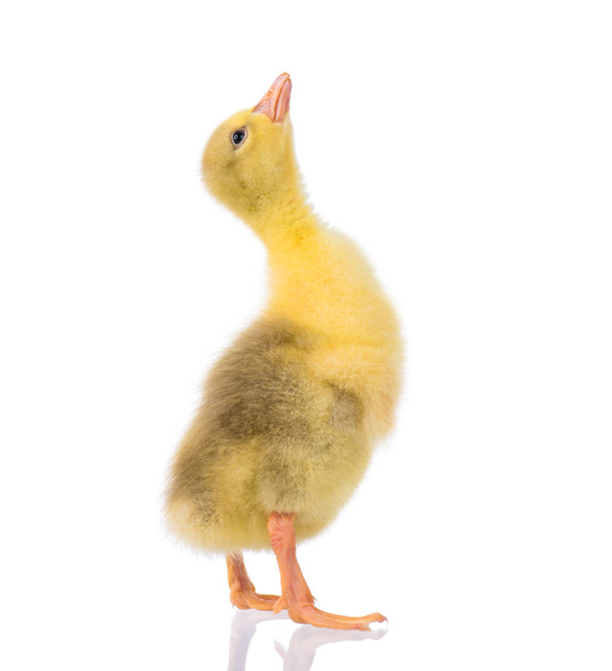 Cute little newborn fluffy gosling. One young yellow baby goose isolated on a white background. Nice geese big bird. - Photo, Image