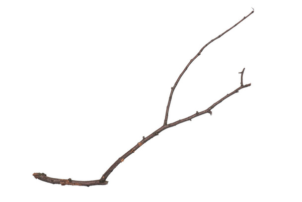 Одна сухая ветка дерева, изолированная на белом фоне. Ветка палочки от природы для дизайна. - Фото, изображение