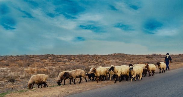 pastore pascolare pecore in un deserto sul ciglio della strada nel pomeriggio a Mary, Turkmenistan
 - Foto, immagini
