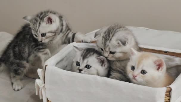 γατάκια που κρυφοκοιτάζουν έξω από το κουτί - Πλάνα, βίντεο