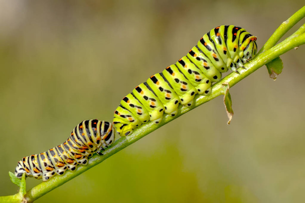 Beautiful   aterpillar of swallowtail - Stock Image - Photo, Image