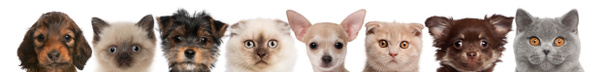 grupo de vista recortada de cabezas de gato y perro aisladas en blanco
 - Foto, imagen