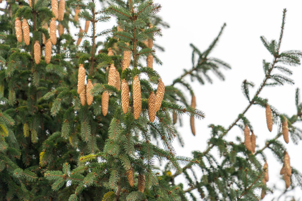 A large tree strewn with spruce cones - Foto, Imagem