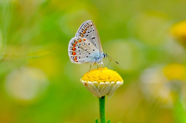 Gros plan beau papillon assis sur la fleur
 - Photo, image