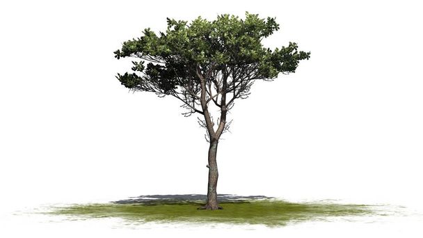 Italian Stone Pine puu vihreällä alueella - eristetty valkoisella pohjalla
 - Valokuva, kuva