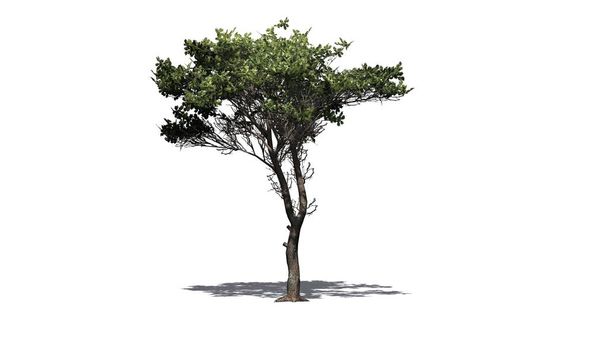 single Italian Stone Pine varjo lattialla - eristetty valkoisella pohjalla
 - Valokuva, kuva